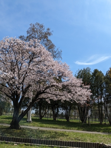 青空でした☀️「桜、その2🌸【札幌市北区拓北　小規模多機能　春の歌】」