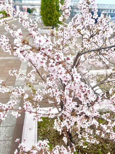 桜「桜」