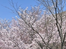 苫小牧サクラ桜