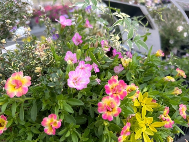 カリブラコア　ミニョンの寄せ植え「春を彩るお花の紹介です」
