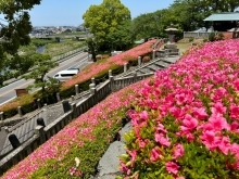 【別子銅山記念館】サツキの花が見頃を迎えています！