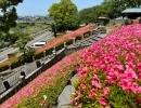 【別子銅山記念館】サツキの花が見頃を迎えています！