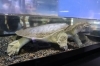 甲羅が柔らかい！ ニホンスッポン【かすみがうら市水族館は遊んで
