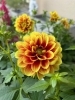 オリーブグリーン 花びら型鉢[1] 楽天市場】果樹 オリーブ ひなかぜ 6号 1鉢【お届け中 地域限定 送料