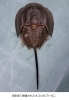 東南アジア産　カブトガニ カブトガニ - Wikipedia
