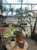 観葉植物等　一括譲渡 観葉植物等 一括譲渡 千葉に贈る観葉植物の通販 | HitoHana（ひとは
