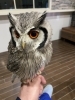アフリカオオコノハズクの赤ちゃん | ふくろうのいるカフェ メンフ