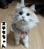 保護犬猫団体【にくきゅうライフ】🐶🐱 | 職人気質の猫の家の