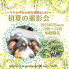 🌳恒例🌳 初夏の撮影会🌿Dogrun☘️GreenHands✖️berypro | 空と緑の