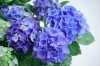 母の日に紫陽花を贈りませんか？ | heureux flower and plants