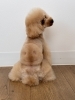 ドッグフード Mayu woof-chicken-pkimg.jpg
