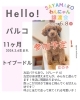 ✿2025/6/8㈪ 譲渡会(所沢市)保護犬参加情報！①トイプードル | 狭山湖