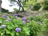 和歌山城の紫陽花──鶴の渓に咲く、初夏のしずく | befriend