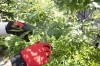 除草、伐採剪定のサービスが好評です。自宅の庭や空き家、空き地の