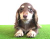 ✨🐶子犬情報🐶✨ | BERUZE DACHS（ベルゼダックス）のニュース
