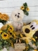 🌻ポメビション、チワポメ、トイプードル、トリミングのお友達🌻 | Dog