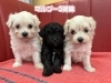 マルプー（マルチーズ×トイプードル）の 3姉妹です🐶🐶🐶 | トリミング