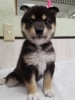 犬ちゃん 🐶 . . 凛ちゃんだってお疲れなんだよーの図 . お正月のお休みで
