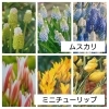 秋植え球根が入荷しました【変わり咲きチューリップや珍しいムスカリ