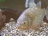 光をまとう金銀の肉食魚！ピラニア＆アロワナ【かすみがうら市水族館