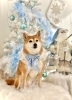 2025 Merry Xmas🎄 | MARSHMALLOW・DOG（マシュマロ ドッグ）の