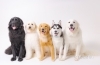 癒しの大型犬たちと特別なひとときを過ごしませんか？ | 大型犬カフェ