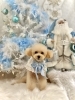 新作新品聖誕限定マシュマロ  Marshmallows　セット 2025 Merry Xmas🎄 | MARSHMALLOW・DOG（マシュマロ ドッグ）の