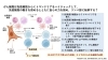 がん細胞が免疫細胞から「エネルギー源」を奪う？―最新研究が示した