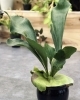 初心者さんにもおすすめ！鉢植えビカクシダが入荷しました | はっぱ堂