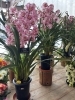 image.php?id=2148082507&p=