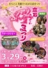 🌸立石桜まつり2026開催！まちと人が笑顔でつながる春まつり🌸ステージ