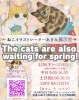 ねこ好きさん必見】春が待ち遠しくなる♪ あきみさんの猫イラスト展示