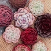 多肉植物 【エケベリア】 のカット苗が入荷しました❣️ | 34Garden