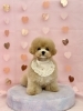 パパ＆ママ募集中♡ | MARSHMALLOW・DOG（マシュマロ ドッグ）の