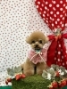 わんことストロベリー🍓＆サロン空きがでました | MARSHMALLOW・DOG