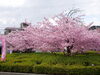 京都で一足早くお花見を 淀水路の河津桜が満開です | まいぷれ京都市