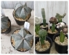 個性的な多肉植物が入荷！【星形・もけもけ・ぽこぽこ ユニークな姿の