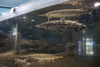 鎧をまとう古代魚！「ガー」のかっこよさ【湖畔の体験スポット