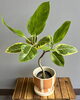 人気の観葉植物「フィカス・アルテシーマ」が入荷しました！珍しい樹形