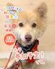 完全予約制】SAYAMAKOわんにゃん譲渡会2026.6.6㈯ 参加犬紹介⑤雑種犬