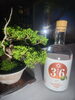 Gallery楓翠庵－庭先－【紺屋町】徳島県ジン36と真柏盆栽をカウンター