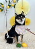わんことレモン🍋 | MARSHMALLOW・DOG（マシュマロ ドッグ）のニュース
