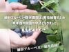 ⚠️害虫被害のため本年度の開園が中止】細谷観光農園でブルーベリー