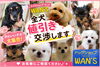 人気のわんちゃんがお迎えを待っています♪ 全犬値引き交渉もOK