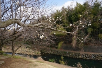 白い花もちらほら。