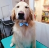 まる天然石犬 B】秋田犬ポストカード(まる）*:東北MONO WEB SHOP通販 | JRE