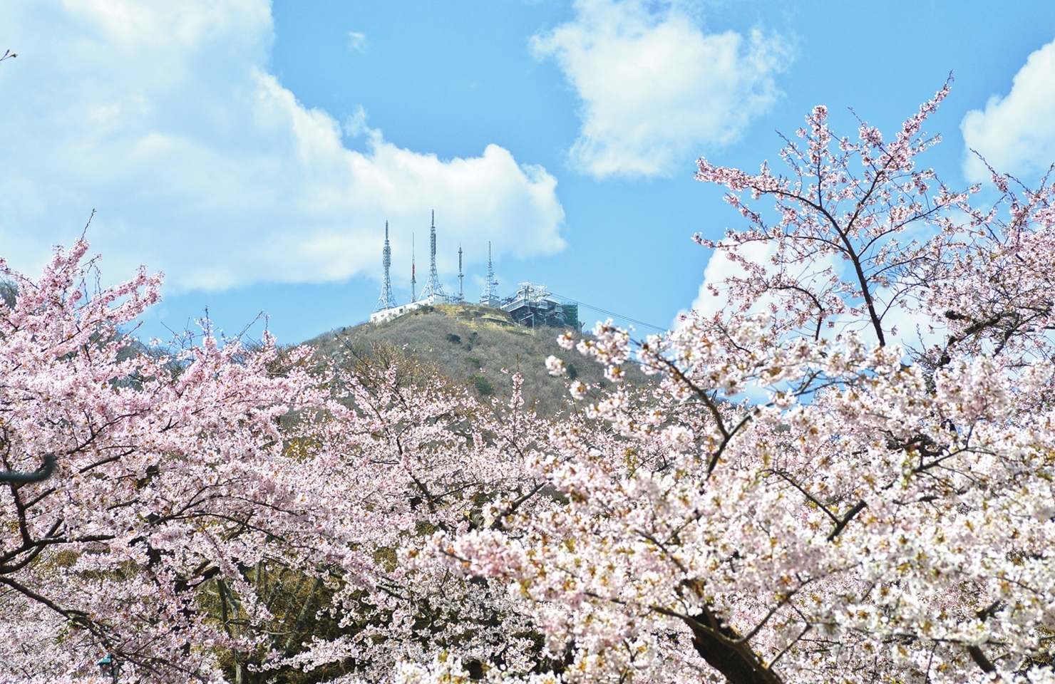 函館公園・お花見スポット