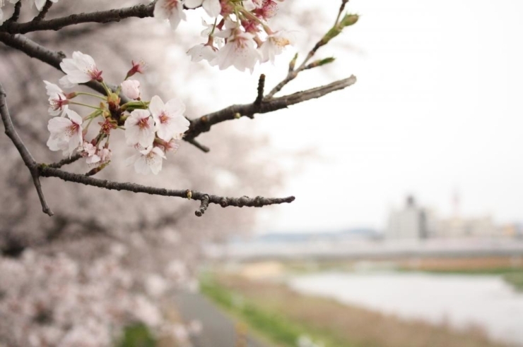 ▲浅川大橋の麓に100mにわたり咲き誇るソメイヨシノ