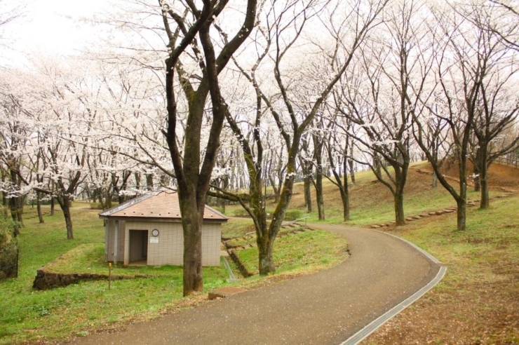 ▲富士見台公園では、ヤマザクラも見ることができる