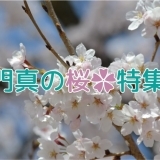 門真の桜特集